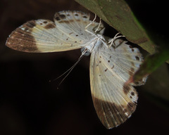 Thenpea penthea
