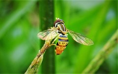 Toxomerus pulchellus