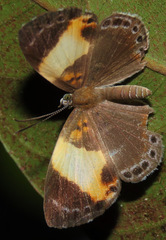 Thenpea penthea