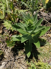 Verbascum virgatum