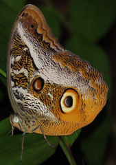 Caligo idomeneus