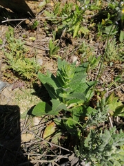 Verbascum virgatum