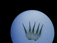 Aspalathus cephalotes violacea