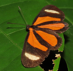 Cartea vitula