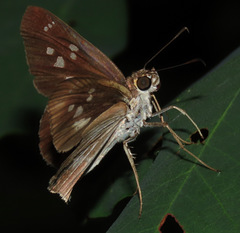 Carystus periphas