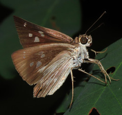 Carystus periphas