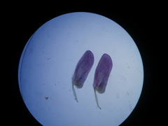 Aspalathus cephalotes violacea