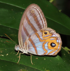 Chloreuptychia herseis