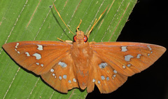 Dyscophellus diaphorus