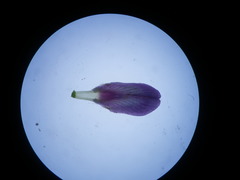 Aspalathus cephalotes violacea