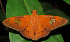 Euriphellus euribates