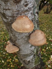 Fomitopsis betulina
