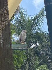 Rupornis magnirostris