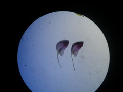 Aspalathus cephalotes violacea