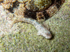 Entomacrodus nigricans