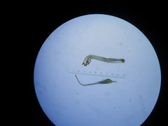 Aspalathus cephalotes violacea