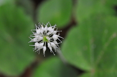 Hydrocotyle leucocephala
