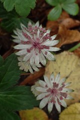 Astrantia