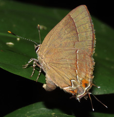 Lamprospilus orcidia