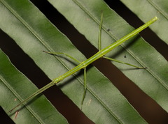 Phraortes stomphax