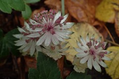 Astrantia