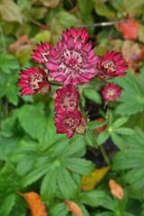 Astrantia