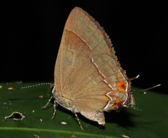 Lamprospilus orcidia