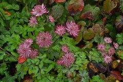 Astrantia