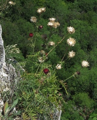 Centaurea atropurpurea