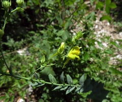 Linaria genistifolia