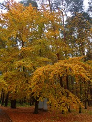 Fagus sylvatica