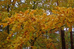 Fagus sylvatica