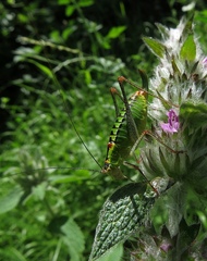 Poecilimon thoracicus