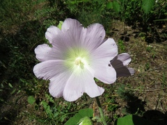 Alcea pallida