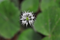 Hydrocotyle leucocephala