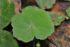 Hydrocotyle leucocephala