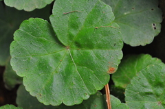 Hydrocotyle leucocephala