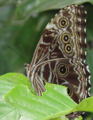 Morpho deidamia