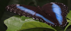 Morpho deidamia