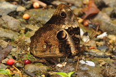Opsiphanes bogotanus