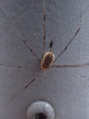 Opilio canestrinii