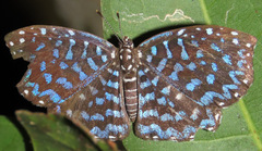 Napaea actoris