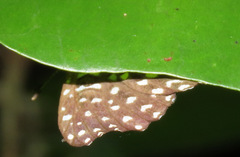 Napaea actoris