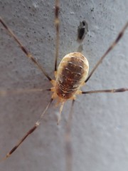Opilio canestrinii