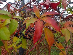 Parthenocissus quinquefolia