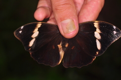 Opsiphanes bogotanus