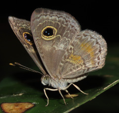 Perophthalma tullius