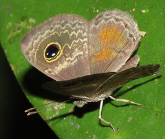 Perophthalma tullius