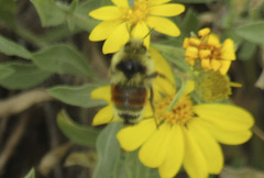 Bombus bifarius