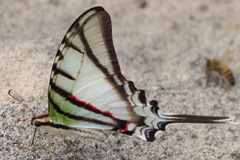 Protesilaus telesilaus